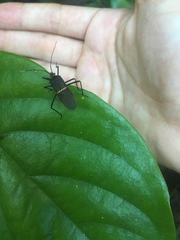 Leptoscelis saepifera