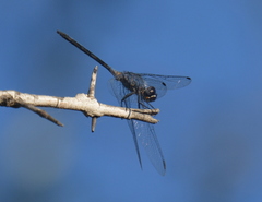 Trithemis aconita