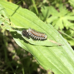 Melitaea didyma