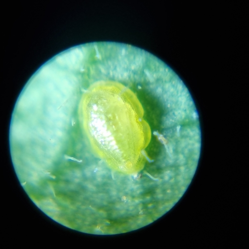 Trioza flavipennis nuotrauka