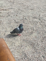 Columba livia domestica