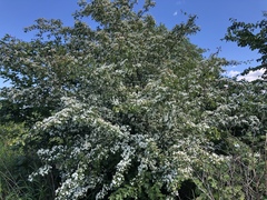 Crataegus monogyna