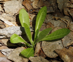 Picris japonica kamtschatica