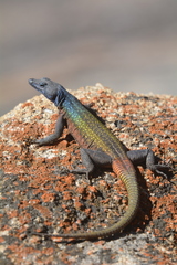 Platysaurus intermedius rhodesianus