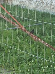 Turdus merula