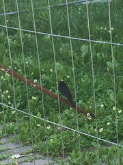 Turdus merula