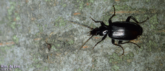 Platyninae