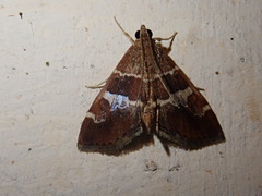Hymenia