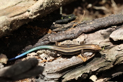 Japanese Skink photo 2