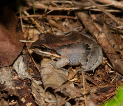 Leptodactylus albilabris