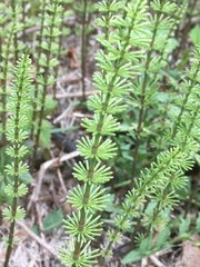 Equisetum pratense image