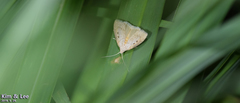 Rivula sericealis