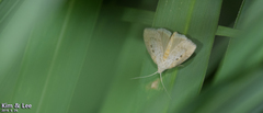 Rivula sericealis