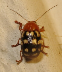 Cryptocephalus guttulatus