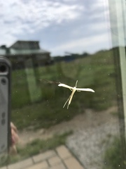 Hellinsia homodactylus