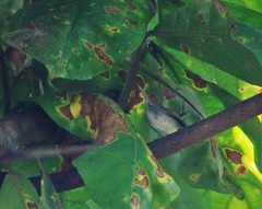 Orthotomus sepium