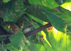 Orthotomus sepium