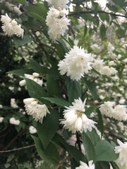 Deutzia