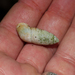 Megalomastoma croceum - Photo (c) Cullen Hanks, algunos derechos reservados (CC BY-NC), subido por Cullen Hanks