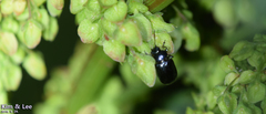 Gastrophysa atrocyanea