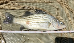 Morone mississippiensis