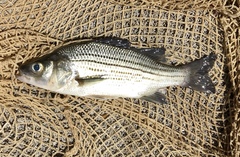 Morone mississippiensis