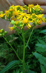 Senecio integerrimus