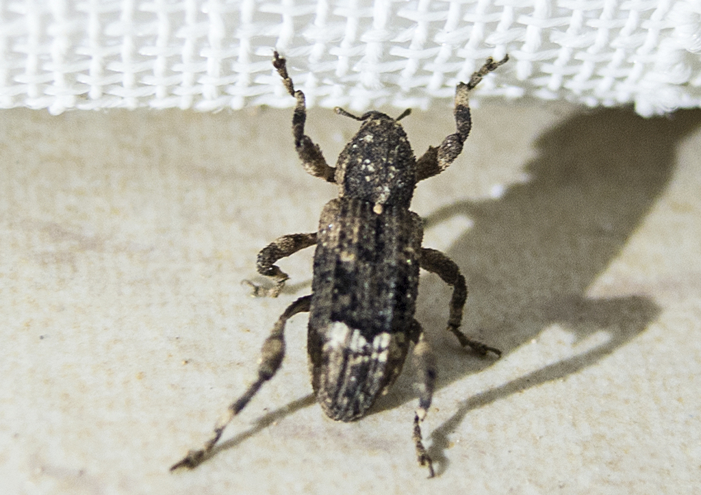 Camptorhinus statua