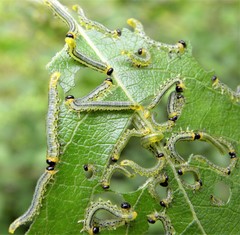 Euura pavida