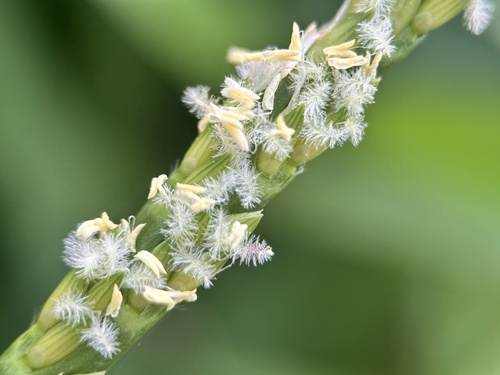 Stenotaphrum secundatum iNat (1)