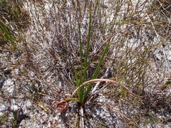Babiana ringens australis