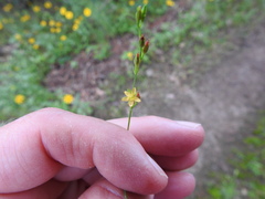 Hypericum gymnanthum