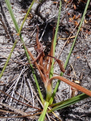 Babiana ringens australis
