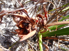 Babiana ringens australis