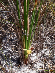 Babiana ringens australis