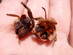 Babiana ringens australis