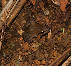 Leptodactylus albilabris