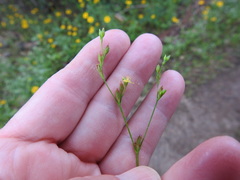 Hypericum gymnanthum