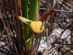 Babiana ringens australis