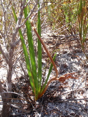 Babiana ringens australis