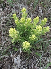 Castilleja citrina