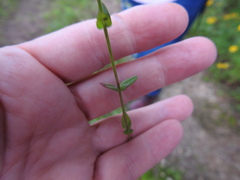 Hypericum gymnanthum