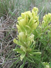 Castilleja citrina