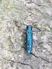 Agrilus decoloratus