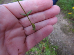 Hypericum gymnanthum