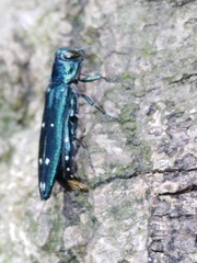 Agrilus decoloratus