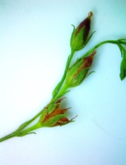 Hypericum gymnanthum