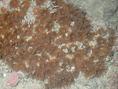 Polycyathus chaishanensis