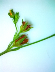 Hypericum gymnanthum