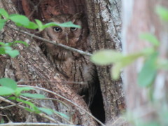 Megascops guatemalae